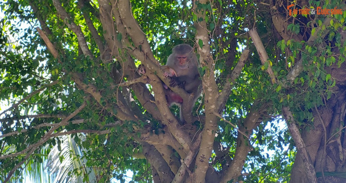 Một hình ảnh đáng yêu về hai mẹ con khỉ được nhiều người thích thú. &gt;&gt;&gt; Mời độc giả xem thêm video Cầu Vàng tại Đà Nẵng được chọn là kỳ quan mới của thế giới:
