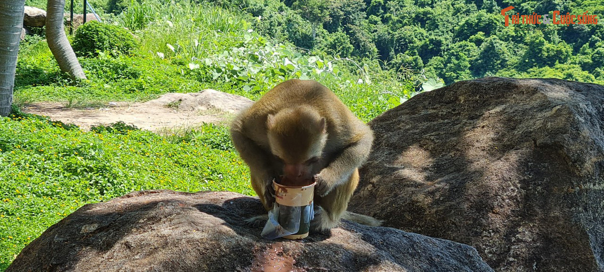 Chúng hầu như ăn được mọi thức ăn từ bánh đến nước ngọt, sữa hộp...