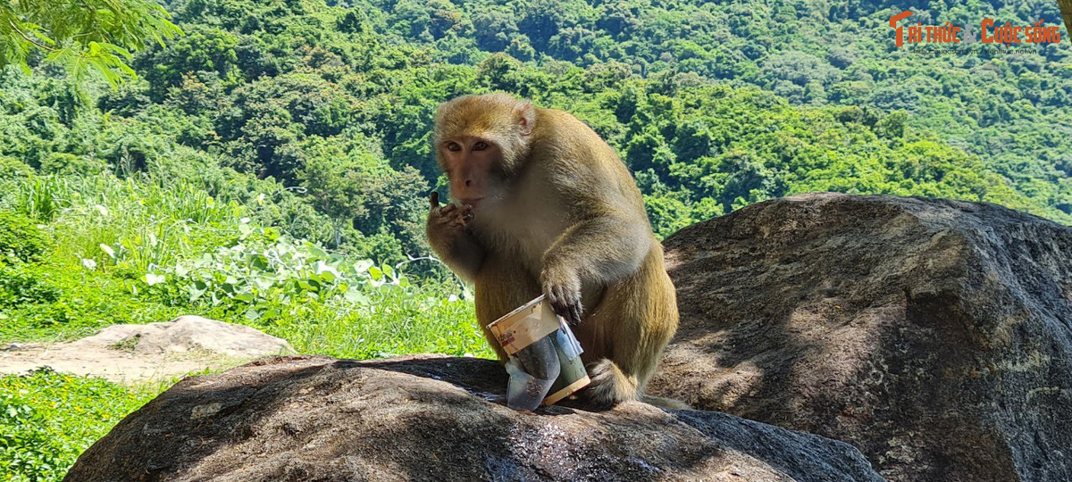 Một chú khỉ đang khám phá ly trà sữa