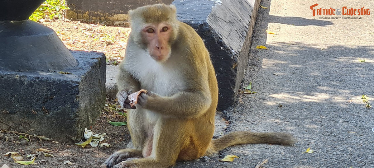 Hiện nay, tình trạng du khách cho khỉ ăn tại khu vực này đã giảm nhiều. Ảnh: Bình Minh