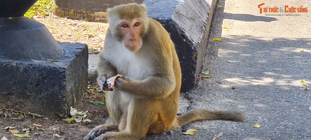 Hiện nay, tình trạng du khách cho khỉ ăn tại khu vực này đã giảm nhiều. Ảnh: Bình Minh