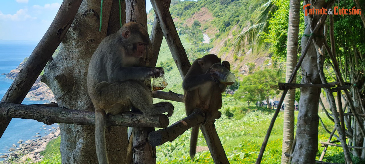 Đây cũng là nơi xuất hiện những chú khỉ tinh nghịch, cực kỳ dạn dĩ.