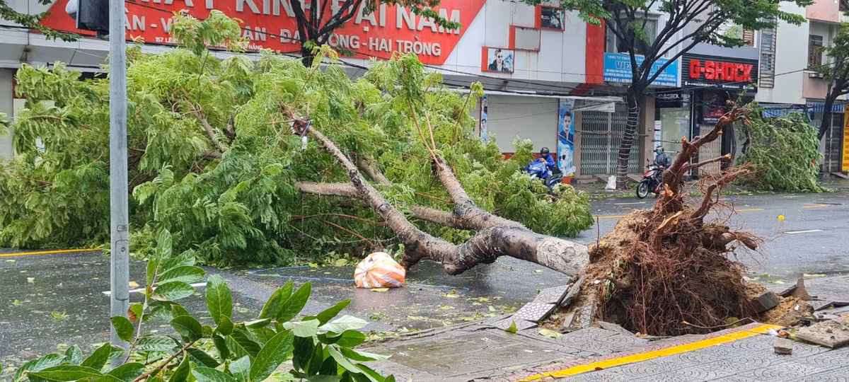 Cây xanh ngã đổ ngang đường.