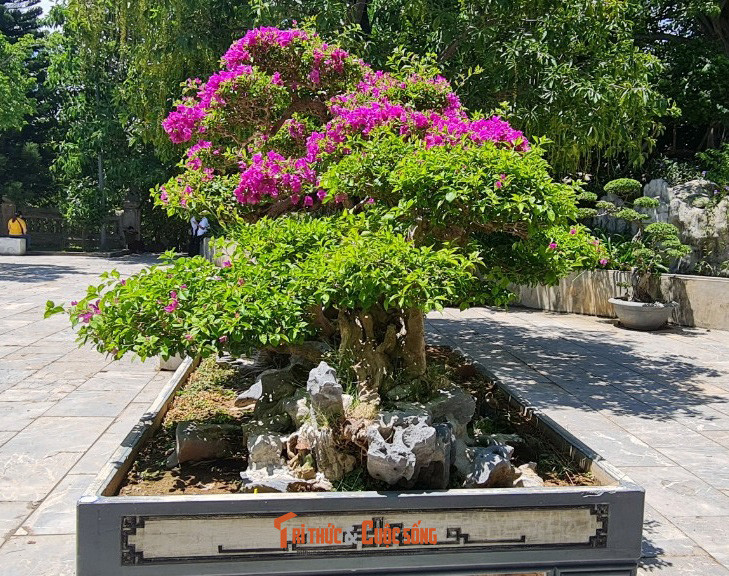 Hoa giấy cũng khác lạ.