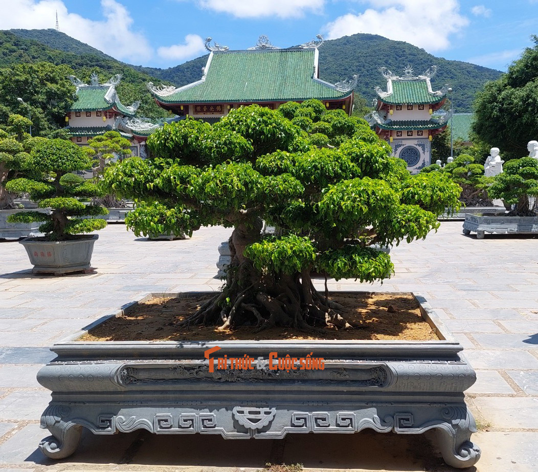 Bonsai là một phần không thể thiếu khi nhắc đến nơi này.