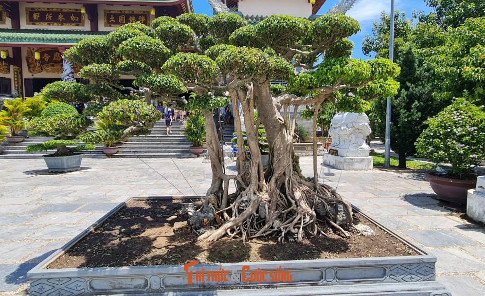 Ai cũng phải xuýt xoa trước vẻ đẹp của các chậu bonsai nhiều kiểu dáng khác nhau.