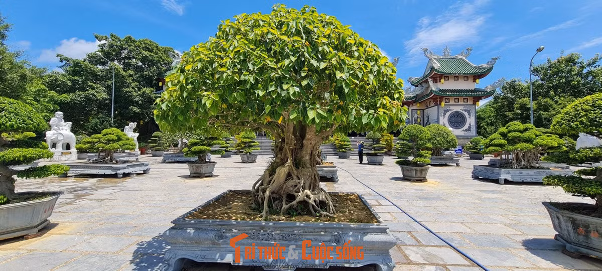 Dù nhìn ở góc nào thì bạn cũng phải xuýt xoa trước vẻ quyến rũ của các loại cây .