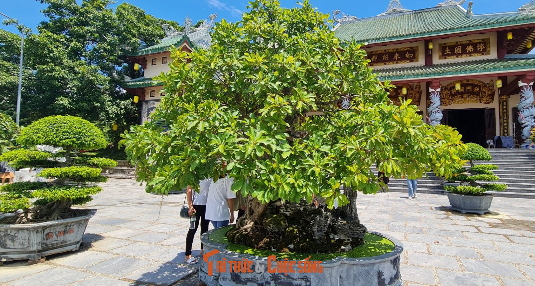 Trước khu vực Chánh điện, hội tụ nhiều gốc bonsai quý, hiếm.