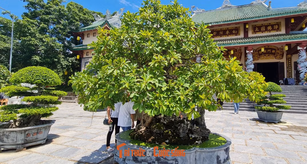 Trước khu vực Chánh điện, hội tụ nhiều gốc bonsai quý, hiếm.