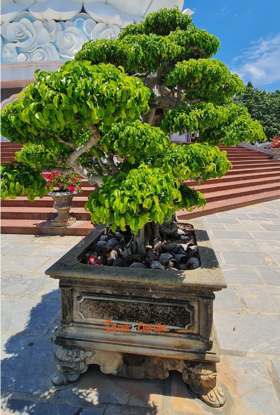 Những chậu bonsai khiến bạn không thể rời bước.