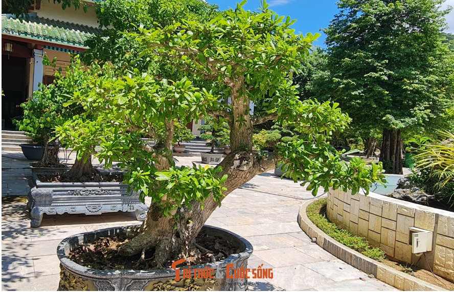 Cả những gốc bonsai mới.