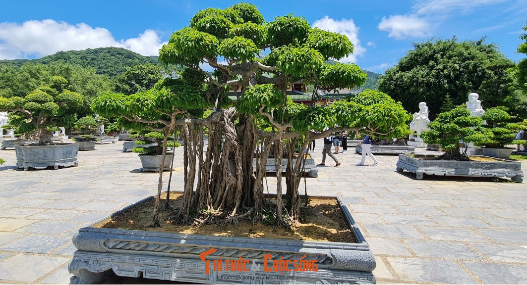 Những gốc bonsai được chăm chút tận tâm.