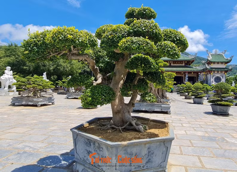 Cả một không gian xanh mướt.