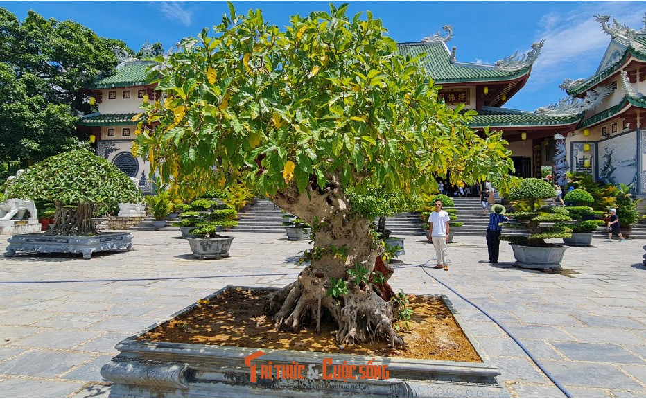 Lộc vừng cổ thụ.