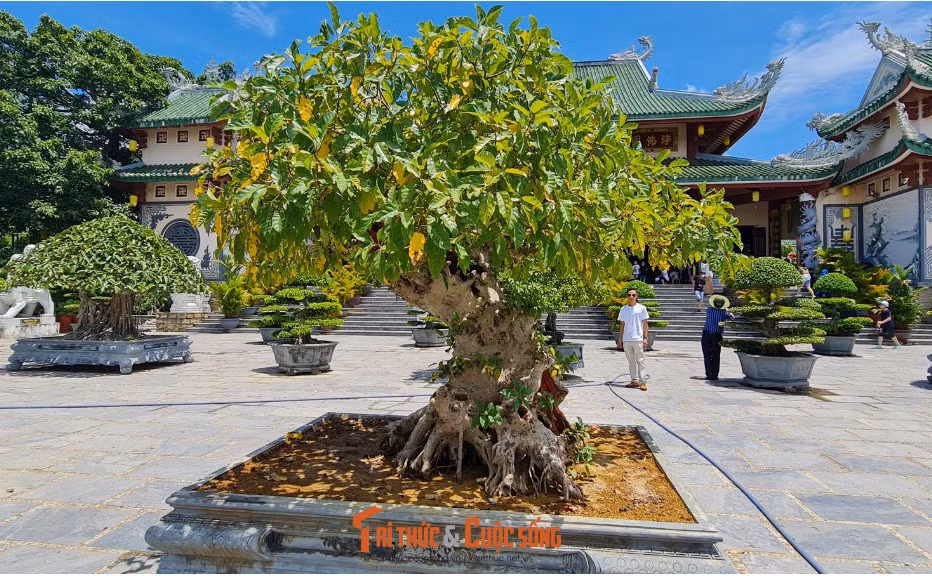 Lộc vừng cổ thụ.