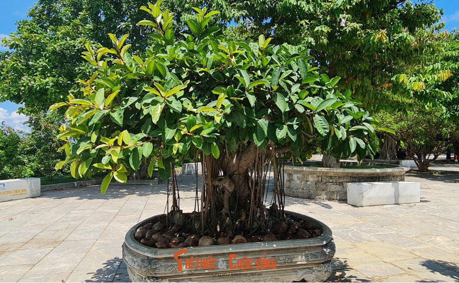 Hầu hết các chậu bonsai đều có bộ rễ rất đẹp.