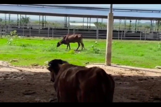 Vi sao du an chan nuoi bo sua cong nghe cao ngan ty bi thu hoi?-Hinh-2