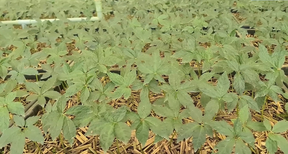 Quang Nam: Tour den “lang ty phu” tren dinh Ngoc Linh co gi hap dan?