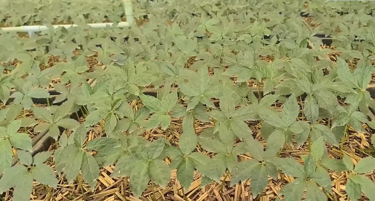 Quang Nam: Tour den “lang ty phu” tren dinh Ngoc Linh co gi hap dan?