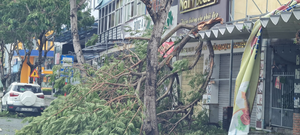 Nhiều cây lâu năm bị gãy nhánh do bão.