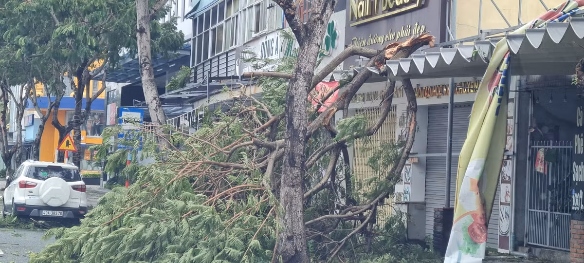 Nhiều cây lâu năm bị gãy nhánh do bão.