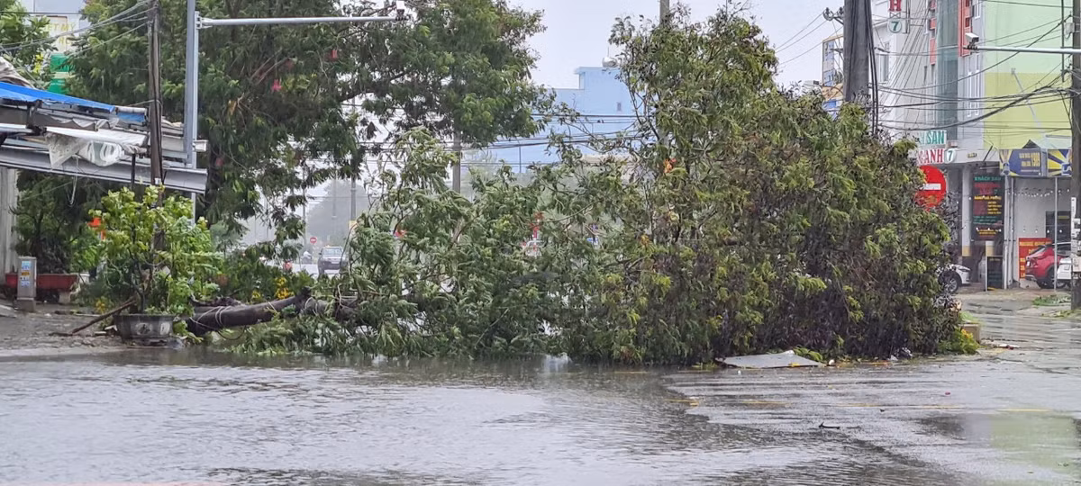 Cây xanh đổ la liệt nhiều nơi.