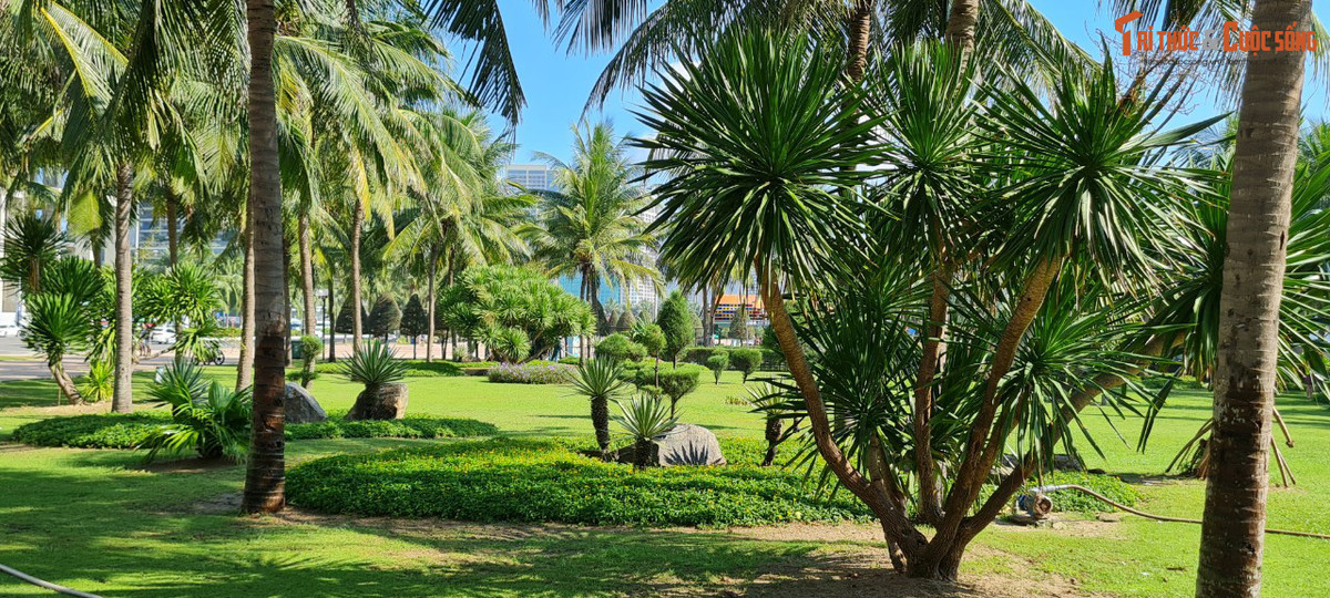 Những thảm cỏ xanh mướt...