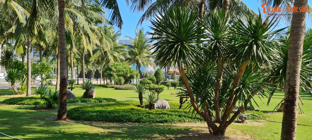 Những thảm cỏ xanh mướt...