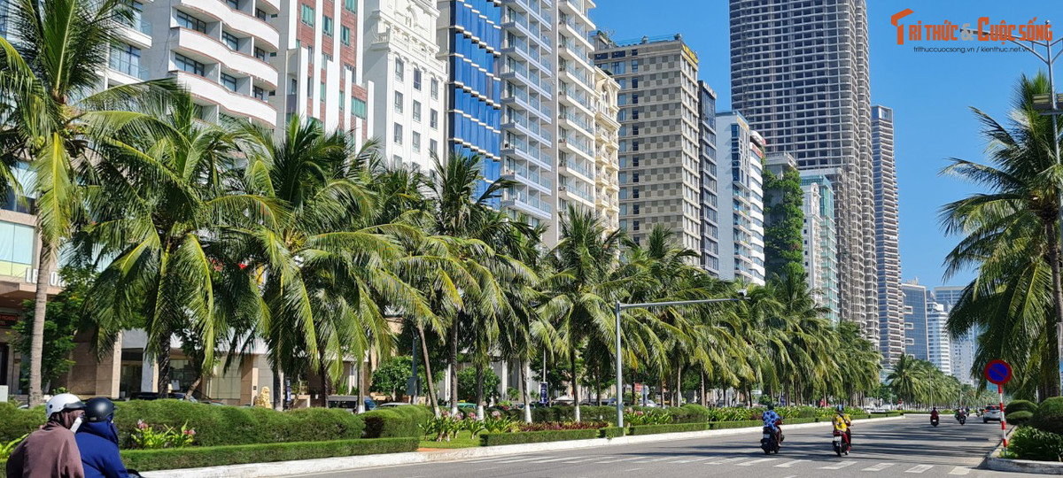 Những hàng dừa xanh mướt tạo điểm nhấn cho những con đường ven biển.