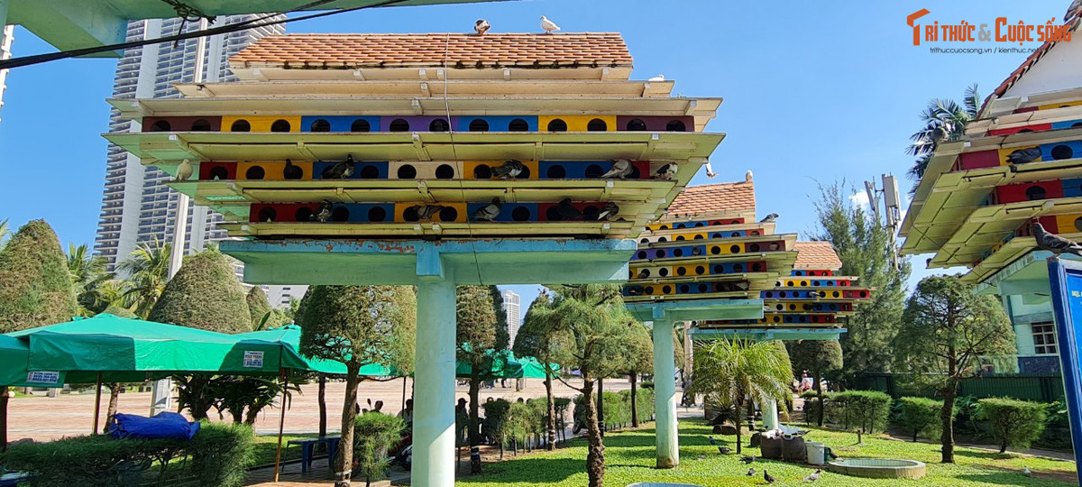 Nơi có những chú chim bồ câu tung tăng bay rợp trời xanh.