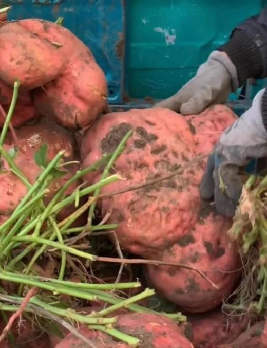 Vung dat la san sinh nhung cu khoai lang khong lo nang hon 10kg