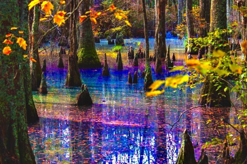 Công viên Tiểu bang First Landing là một trong những công viên tiểu bang đẹp nhất để tham quan ở Virginia, Mỹ.