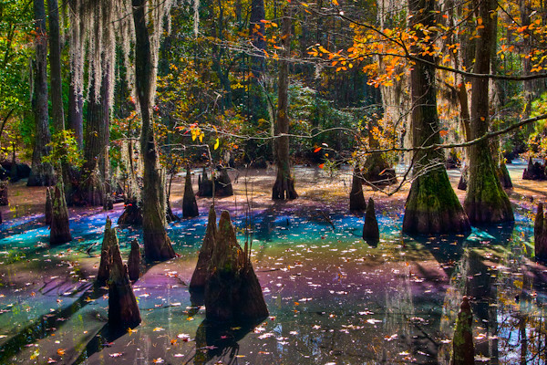 Có lẽ đặc điểm khác thường và nổi bật nhất của Công viên Tiểu bang First Landing là “ đầm lầy cầu vồng” dọc theo Đường mòn Bald Cypress.