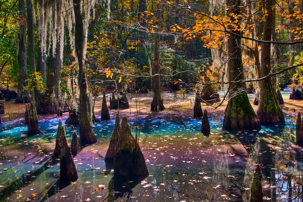 Có lẽ đặc điểm khác thường và nổi bật nhất của Công viên Tiểu bang First Landing là “ đầm lầy cầu vồng” dọc theo Đường mòn Bald Cypress.