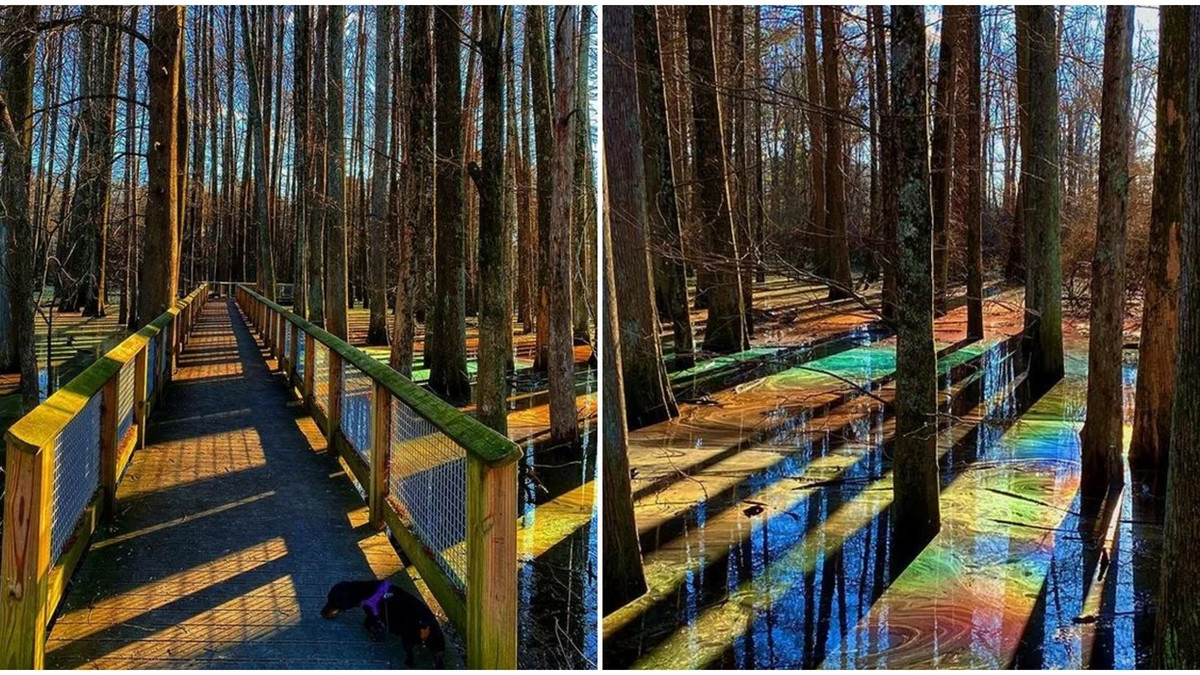Thời điểm tốt nhất để xem đầm lầy cầu vồng là vào cuối mùa thu khi lá cây gần như rụng hết.