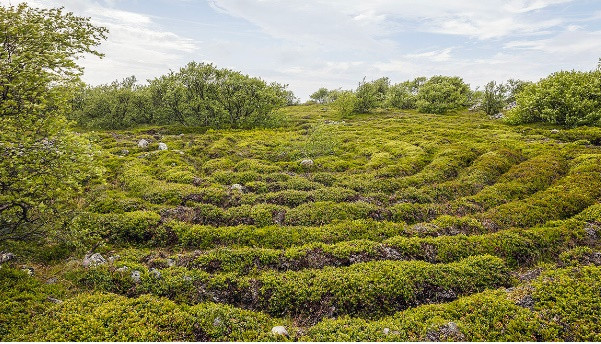 4. Đảo mê cung đá: Đảo Bolshoi Zayatsky là một trong những điểm thu hút chính của Quần đảo Solovetsky ở Biển Trắng. Nơi này có 14 mê cung bằng đá do những cư dân cổ đại tạo ra.