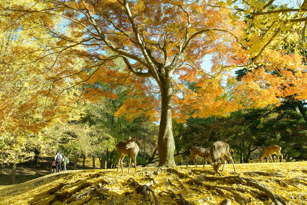 Công viên rộng lớn ở đây tràn ngập màu lá vàng, đỏ, với con đường tuyệt đẹp dẫn lên đền Tamukeyama.