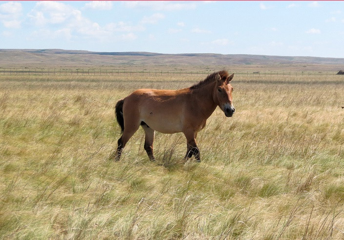 Ngày nay, theo quy định, nhiều thảo nguyên của Nga là khu vực được bảo vệ vì đất đai màu mỡ của chúng là địa hình lý tưởng cho nông nghiệp. Thảo nguyên Orenburg là nơi đầu tiên được bảo tồn. Ảnh: RBTH.