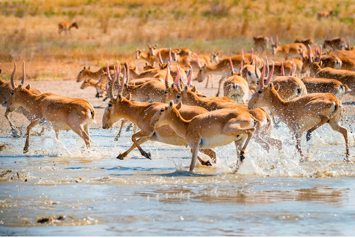 Một loài động vật chỉ có ở thảo nguyên Kalmykia và Vùng Astrakhan là loài linh dương thảo nguyên quý hiếm với vẻ ngoài cực kỳ khác thường - saiga.