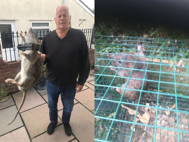 Cụ ông bẫy được con chuột “khủng” dài gần nửa mét Cu ong bay duoc con chuot “khung” dai gan nua met