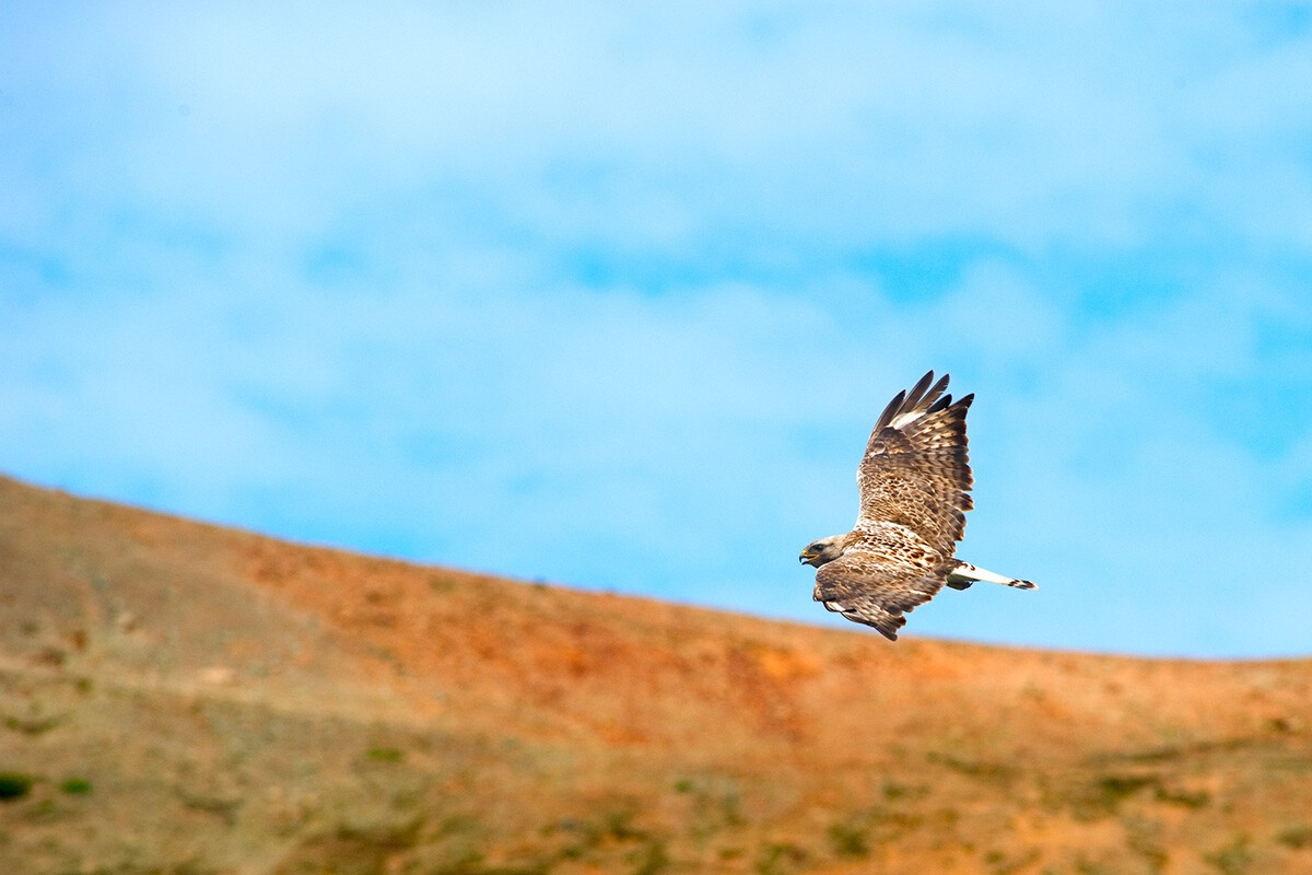 Tuy nhiên, bên cạnh đó, có hơn 180 loài chim quý hiếm trong khu bảo tồn Magadan. Hầu như những đàn chim đã biến nơi đây thành nhà của chúng.