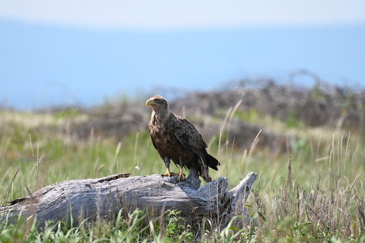 Hiện tại, 40 loài động vật có vú đã được đăng ký trong khu bảo tồn. Trong số đó có gấu nâu, thỏ rừng và chuột xạ hương.