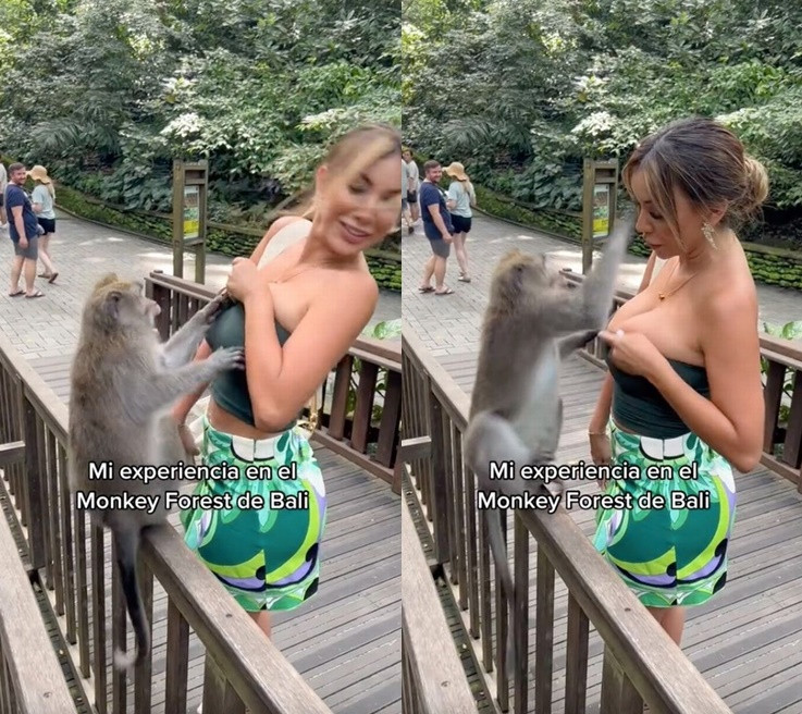 Hoa hậu Peru bị khỉ "sàm sỡ" trong vườn thú - Hình 2 Hoa hau Peru bi khi