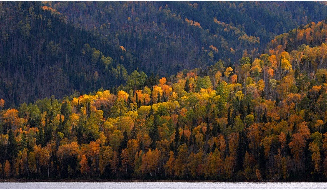 Siberia là rừng rậm: Khoảng 2,6 triệu km vuông, tương đương 51% diện tích Siberia, được bao phủ bởi rừng. Các đám cháy rừng ở Siberia ngày càng xảy ra nhiều hơn bởi tình trạng Trái Đất đang nóng lên.