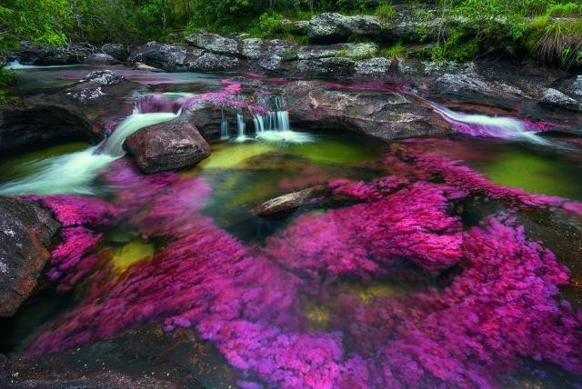 Con sông Caño Cristales nằm trong vườn quốc gia Serranía de la Macarena ở tỉnh Meta, Colombia, nổi tiếng với cái tên "dòng sông cầu vồng” hay sông ngũ sắc.