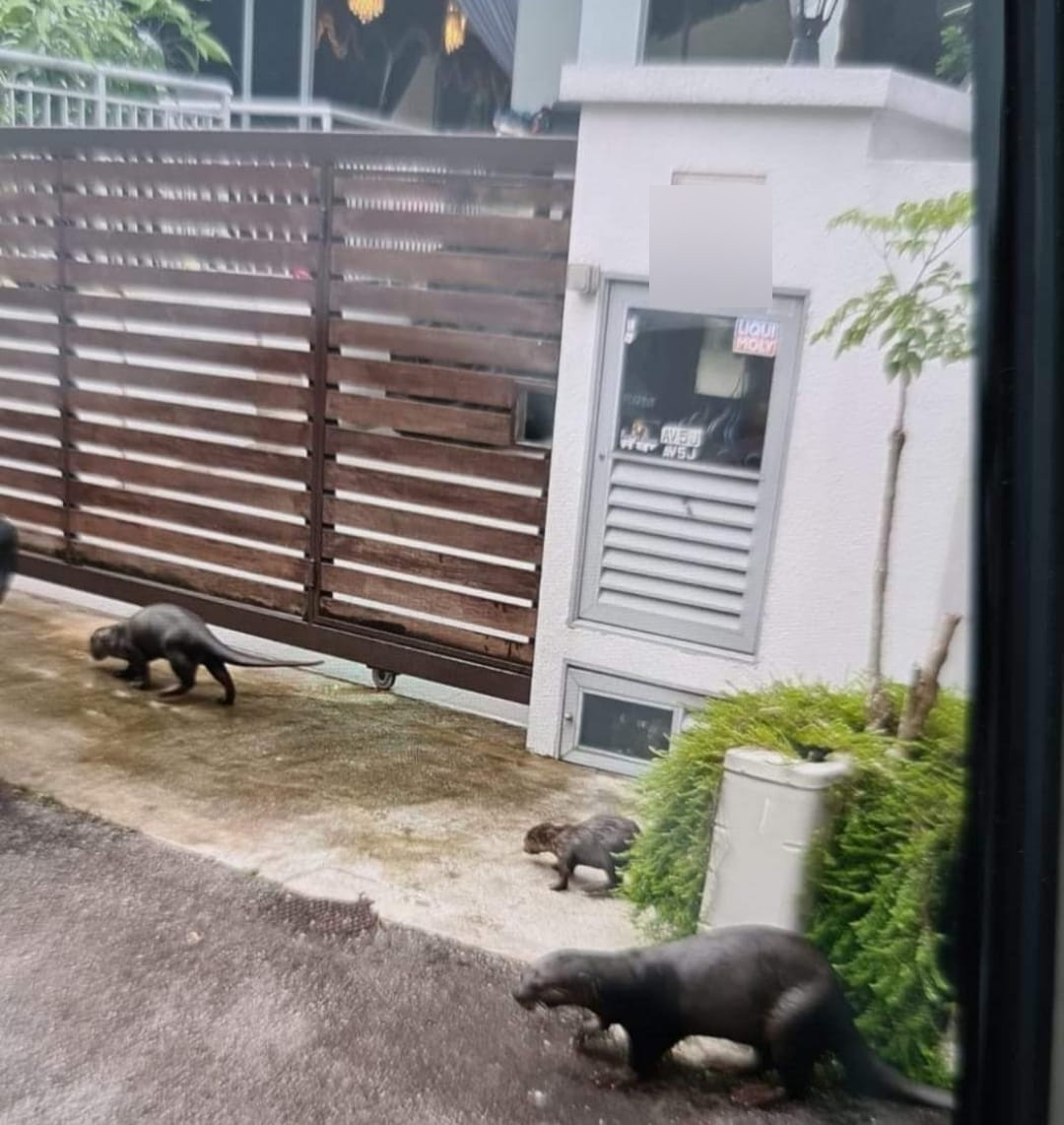 Rái cá ăn sạch đàn cá Koi, chủ nhà bất lực chịu mất mát - Hình 2 Rai ca an sach dan ca Koi, chu nha bat luc chiu mat mat-Hinh-2