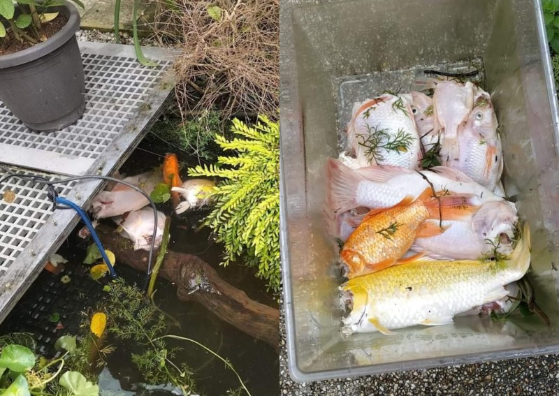 Rái cá ăn sạch đàn cá Koi, chủ nhà bất lực chịu mất mát Rai ca an sach dan ca Koi, chu nha bat luc chiu mat mat