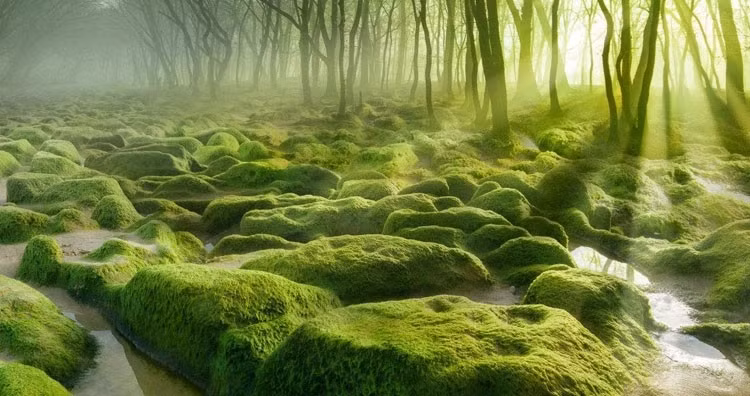 Kham pha bi an trong 5 khu rung ky la nhat hanh tinh-Hinh-2