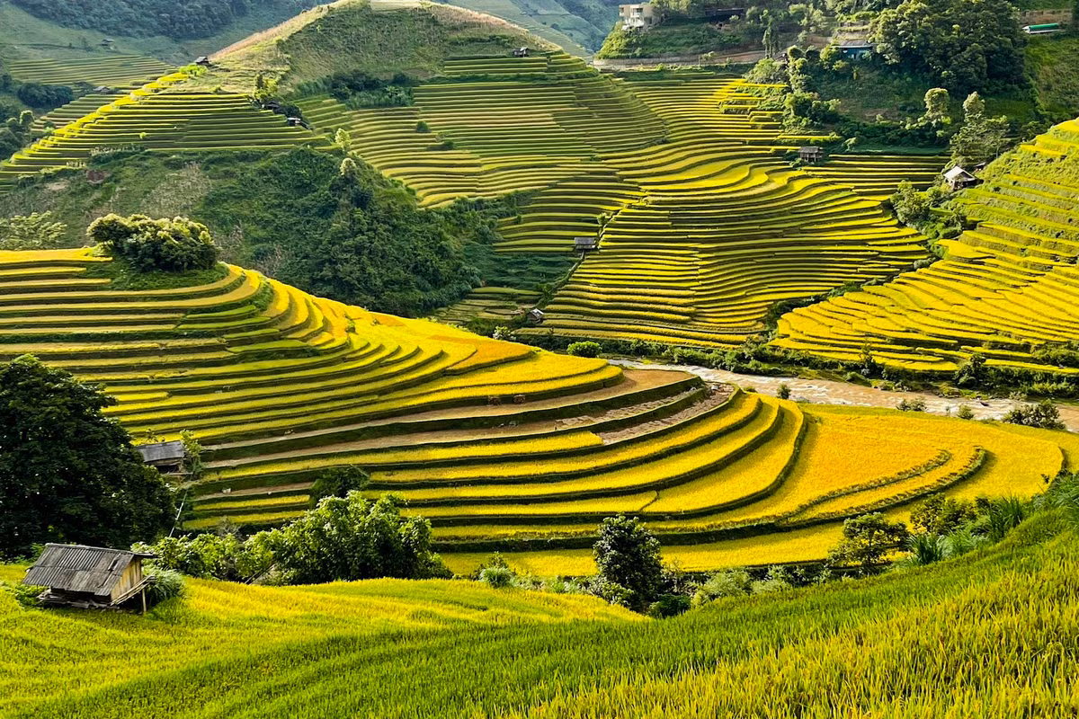 Tuy nhiên, khung cảnh tuyệt đẹp của vùng núi phía Bắc mùa lúa chín sẽ chẳng làm du khách thất vọng.