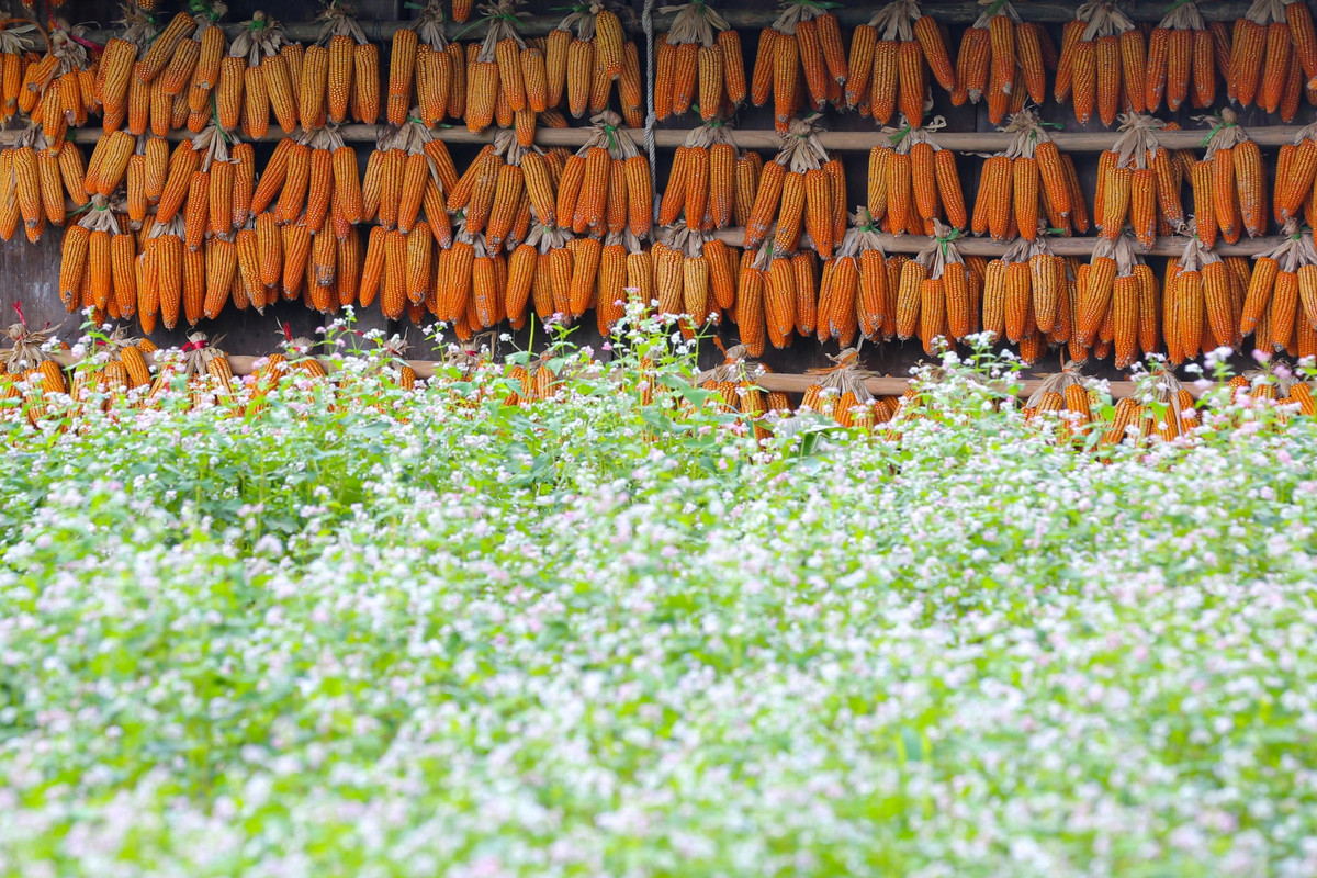 Ngoài lúa chín, trên mảnh đất vùng cao còn có các loài hoa như tam giác mạch, dã quỳ...đang dần nở rộ khiến khung cảnh thiên nhiên càng thêm thơ mộng.